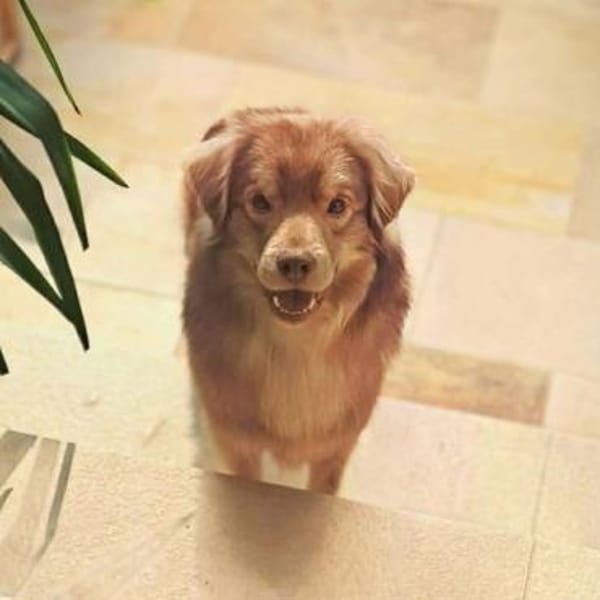 Barney - ist sehr anhänglich&verschmust