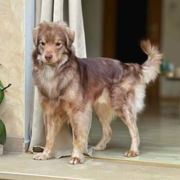 Barney - ist sehr anhänglich&verschmust