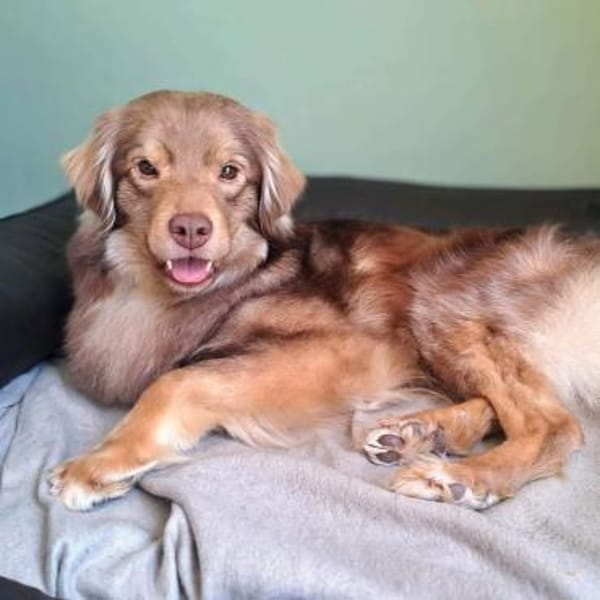 Barney - ist sehr anhänglich&verschmust