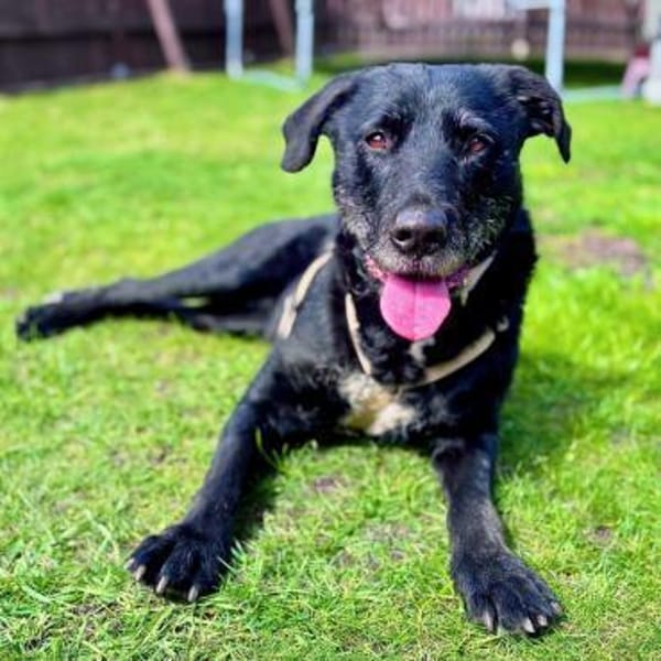 Alva - wurde ausgesetzt