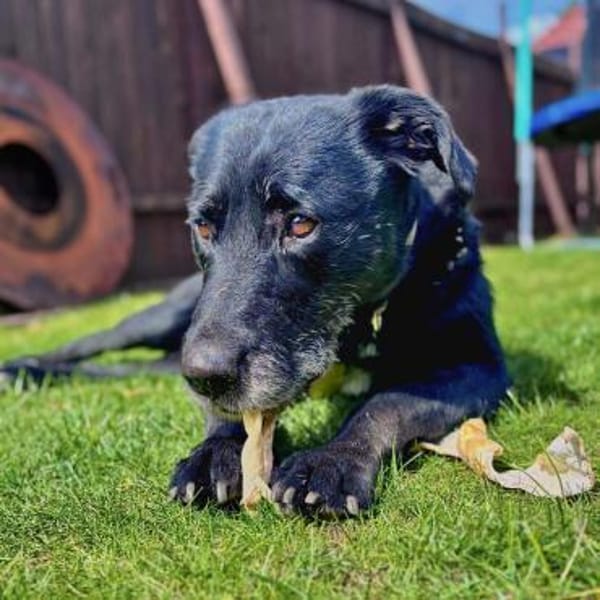 Alva - wurde ausgesetzt