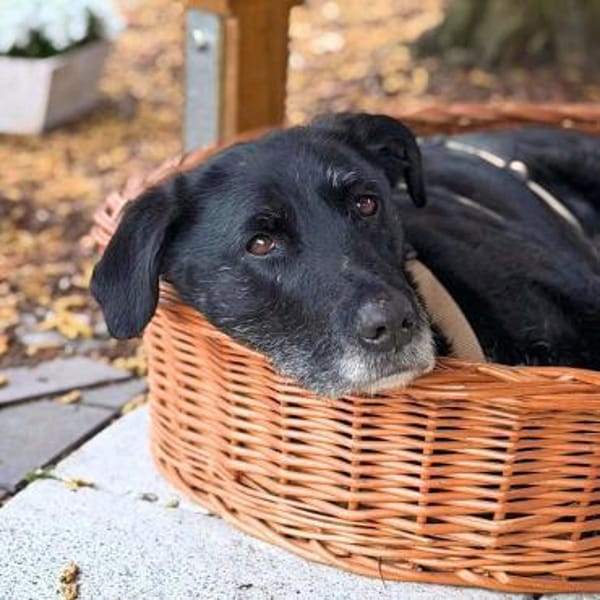 Alva - wurde ausgesetzt