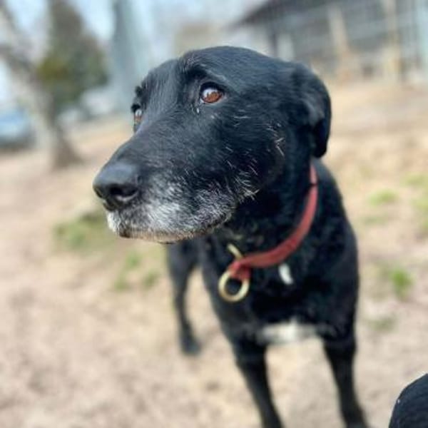 Alva - wurde ausgesetzt