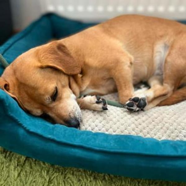 Luna - ein kluger Sturkopf