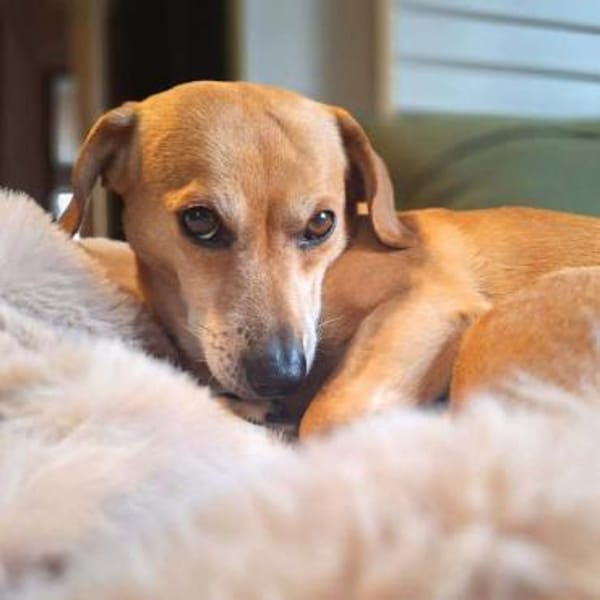 Luna - ein kluger Sturkopf