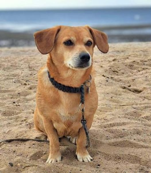 Luna - ein kluger Sturkopf