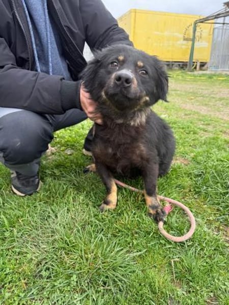 Hazel - verschmust u. lieb