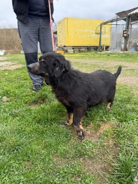 Hazel - verschmust u. lieb