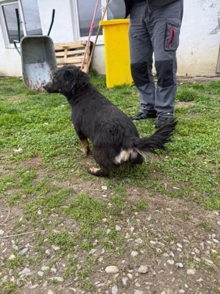 Hazel - verschmust u. lieb