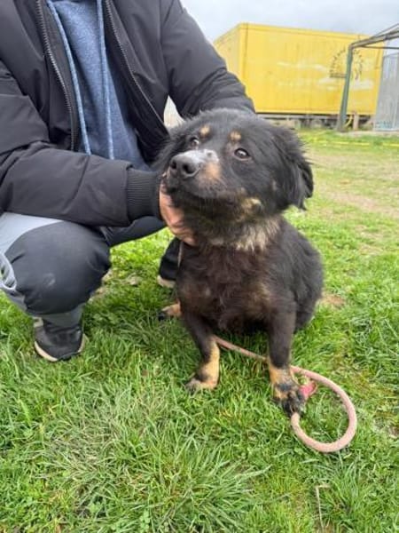 Hazel - verschmust u. lieb