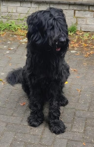 MORI VERLIERT SEIN SICHERES UMFELD