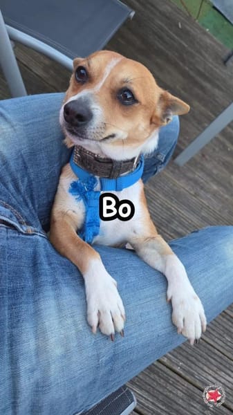 Bo