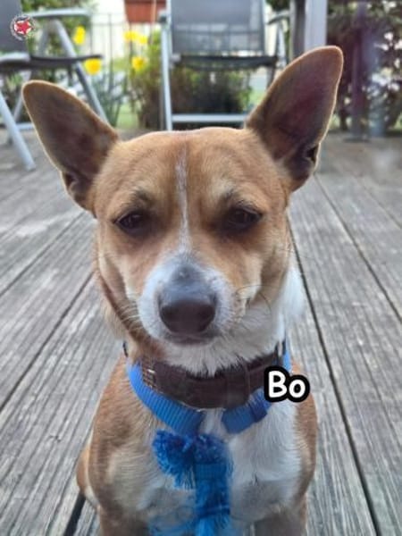 Bo