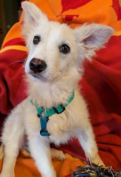 süßer Welpenjunge Lemon auf PS 92278