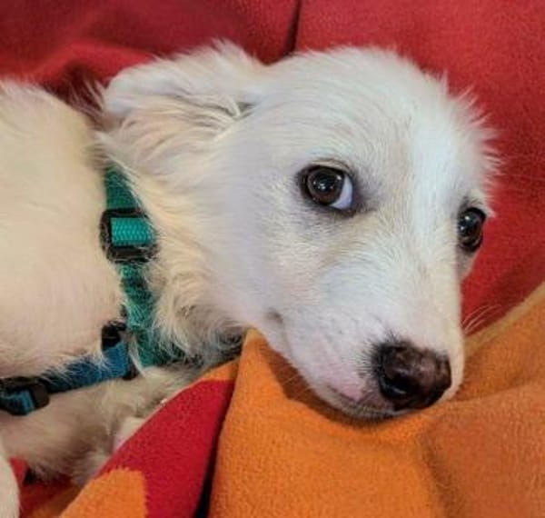 süßer Welpenjunge Lemon auf PS 92278