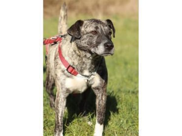 Pauline - wartet in 96369 Weißenbrunn