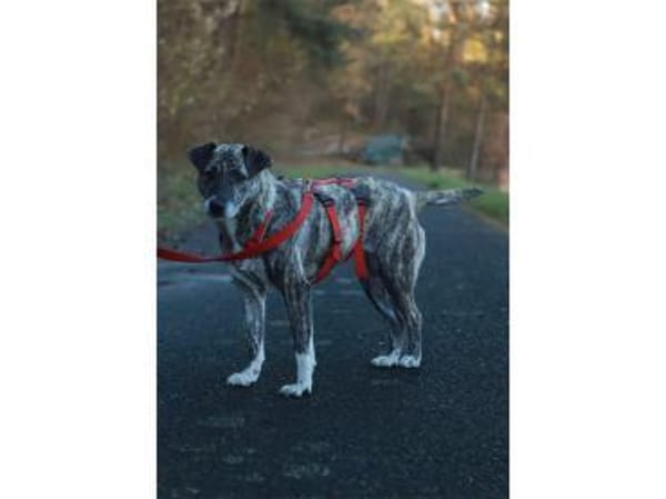 Pauline - wartet in 96369 Weißenbrunn