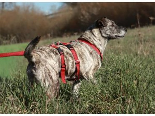 Pauline - wartet in 96369 Weißenbrunn