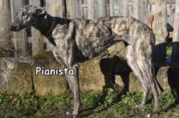 PIANISTA