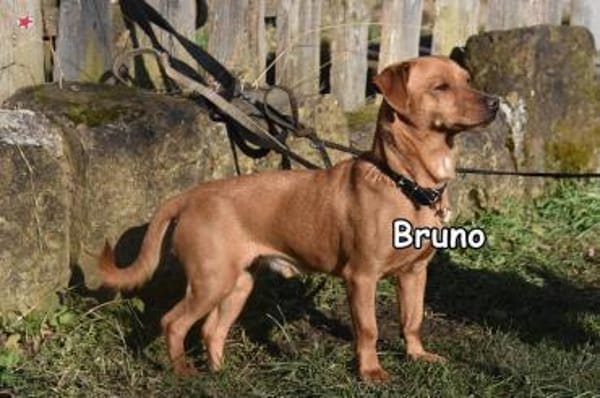 BRUNO