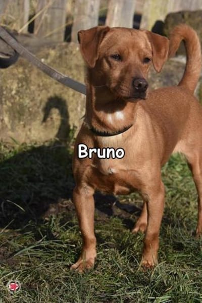 BRUNO