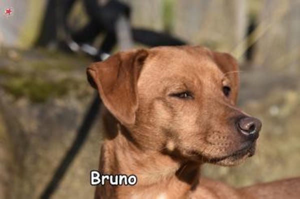 BRUNO