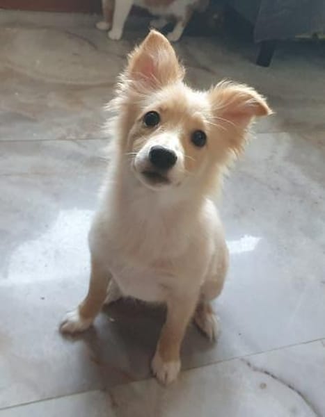 Misha sucht ihre Menschen