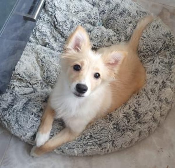 Misha sucht ihre Menschen