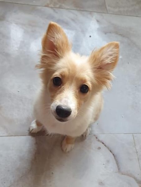 Misha sucht ihre Menschen