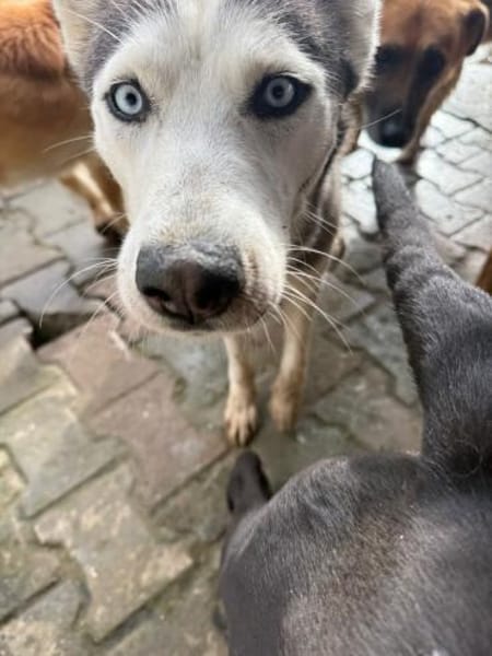 Besondere Lumi sucht ein Zuhause / PS