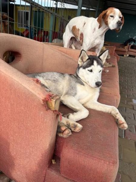 Besondere Lumi sucht ein Zuhause / PS