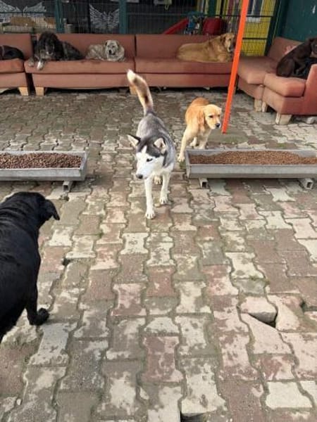 Besondere Lumi sucht ein Zuhause / PS