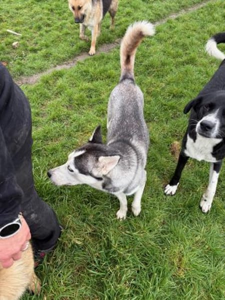 Besondere Lumi sucht ein Zuhause / PS