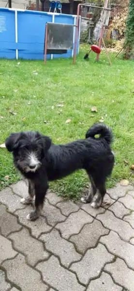 INDIE -lustige Junghündin-