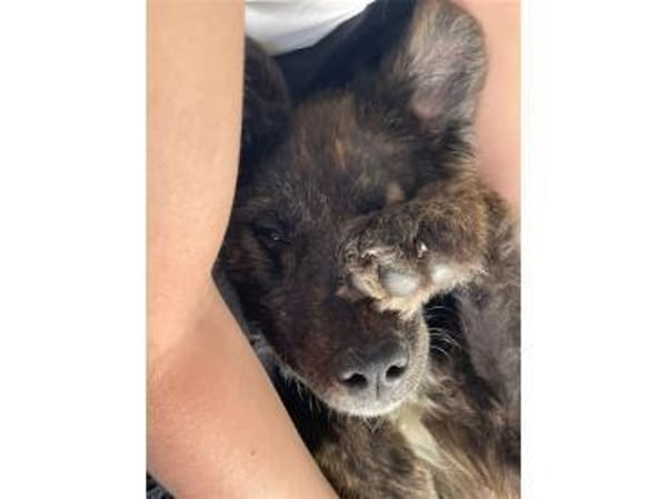 Nahla - wartet in 63679 Schotten