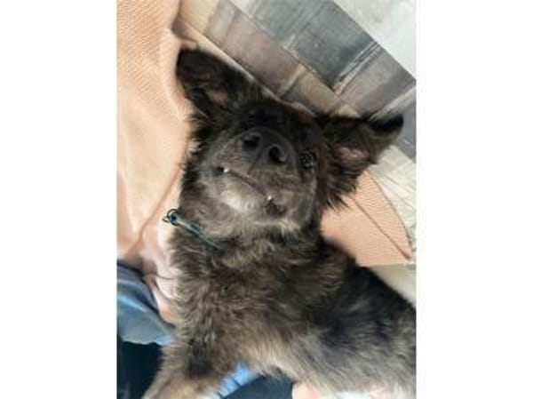 Nahla - wartet in 63679 Schotten