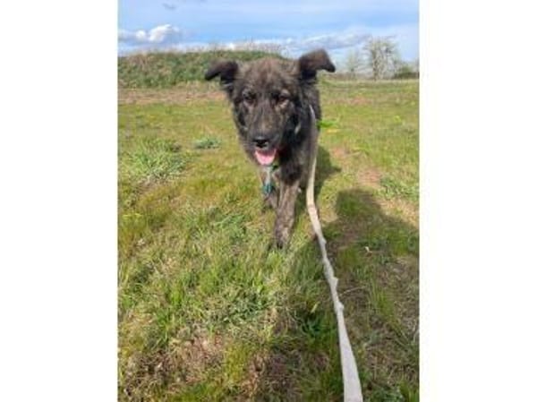 Nahla - wartet in 63679 Schotten