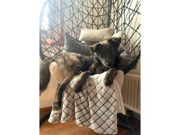 Nahla - wartet in 63679 Schotten