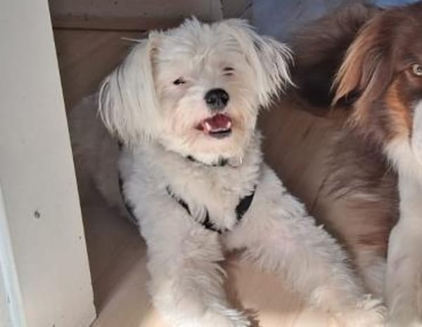 Idefix-aktiver Rüde sucht seinen Asterix