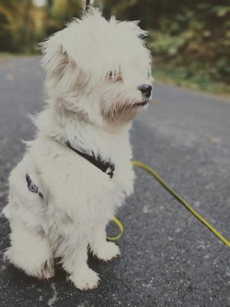 Idefix-aktiver Rüde sucht seinen Asterix