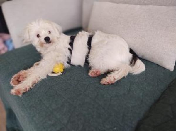 Idefix-aktiver Rüde sucht seinen Asterix