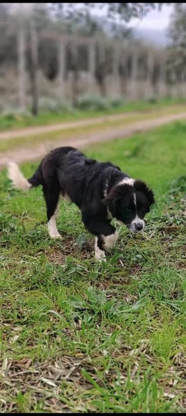 Leni 💛💛💛 liebes Zuhause gesucht