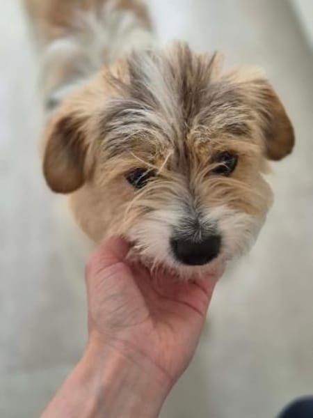 Nora - Liebes Terrier Mädchen🍀