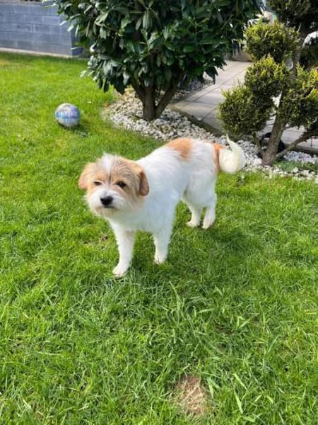 Nora - Liebes Terrier Mädchen🍀