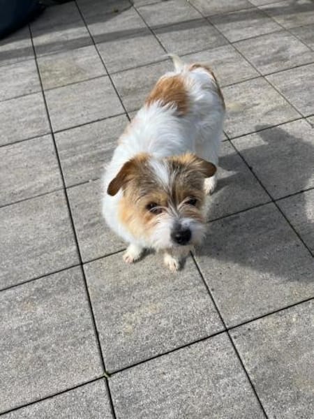 Nora - Liebes Terrier Mädchen🍀