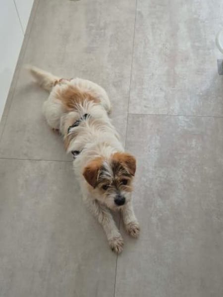 Nora - Liebes Terrier Mädchen🍀