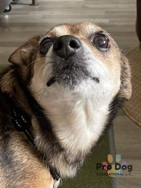 Dorothy in Tangstedt