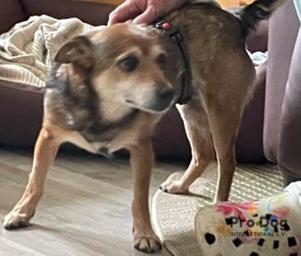 Dorothy in Tangstedt