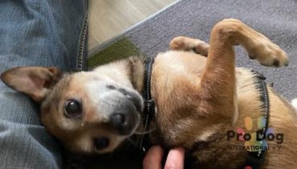 Dorothy in Tangstedt