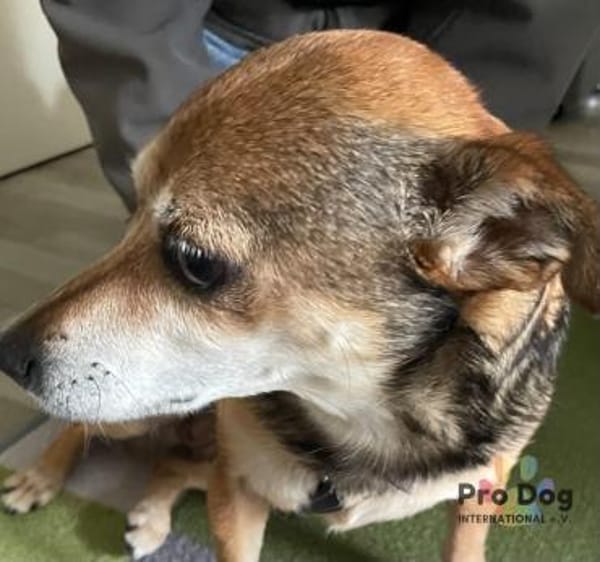 Dorothy in Tangstedt